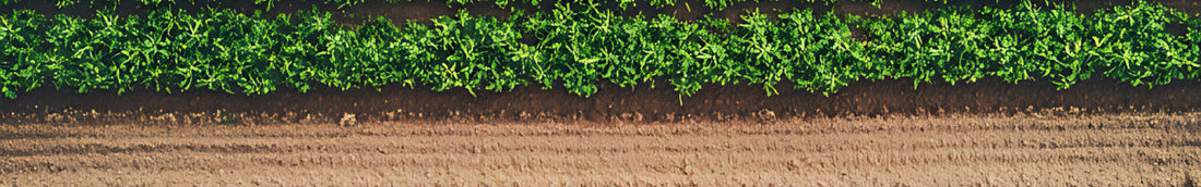 Beyond Organic: How We Did It Differently