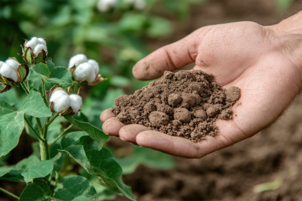 Hand holding soil next to cotton plants with white flowers