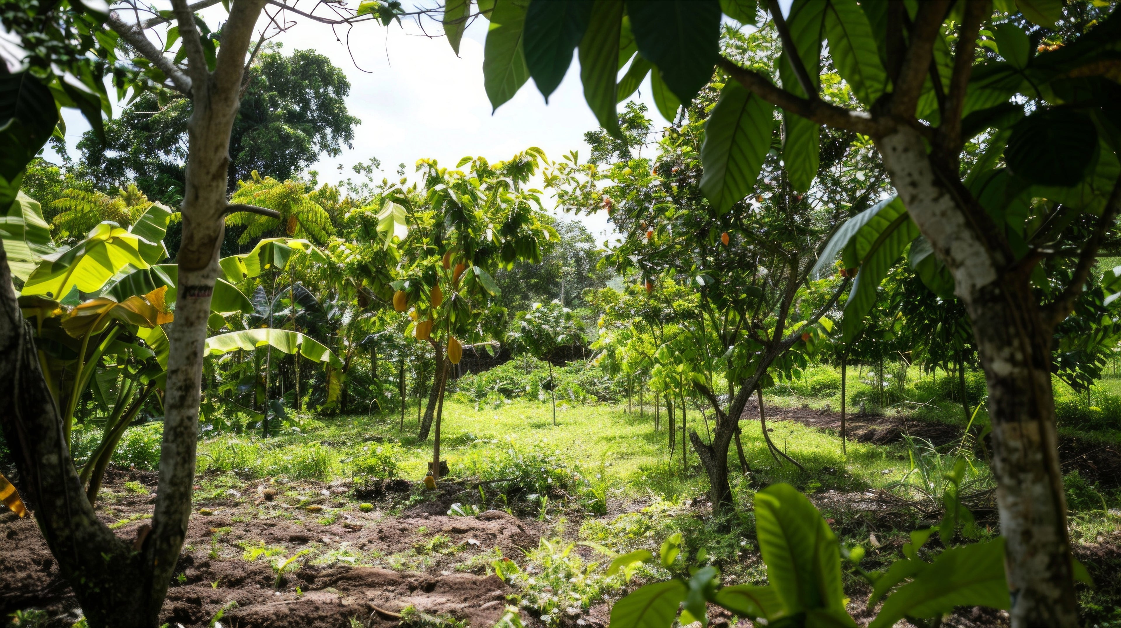A lush agroforestry plantation with cacao trees and banana plants growing together in dappled sunlight